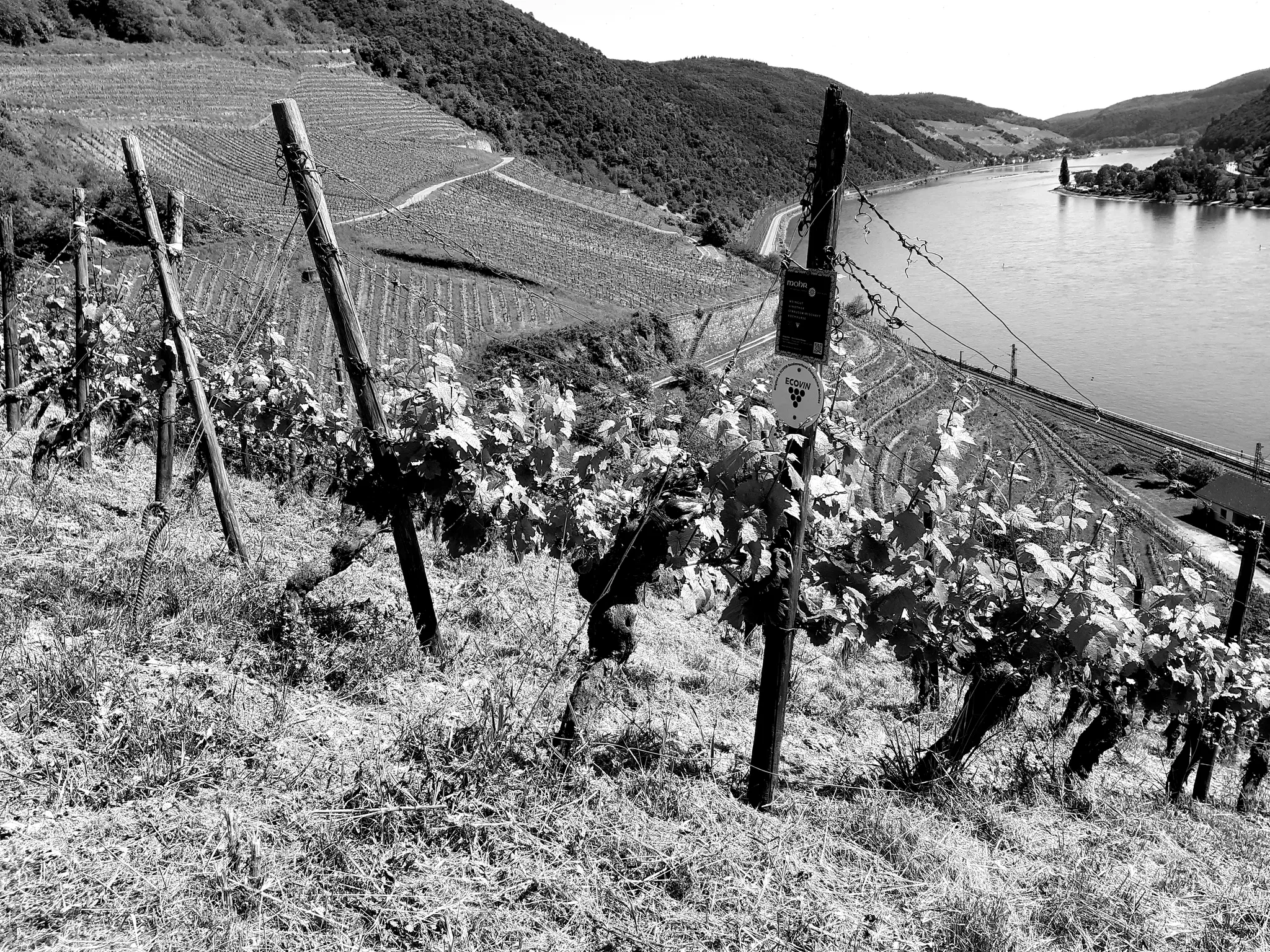 Weinberge im Rheingau bei Lorch