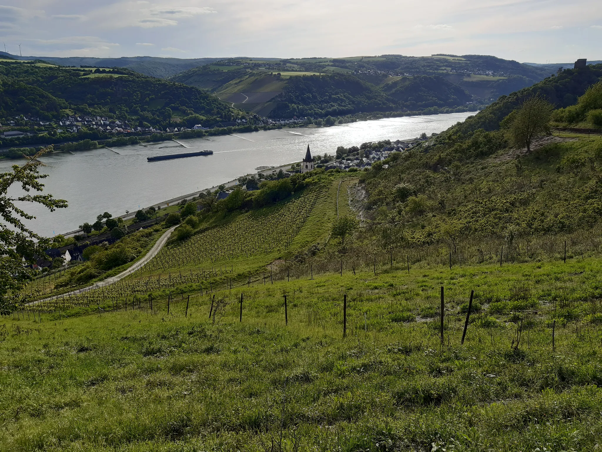 Steillagen-Weinberge in Lorch am Rhein