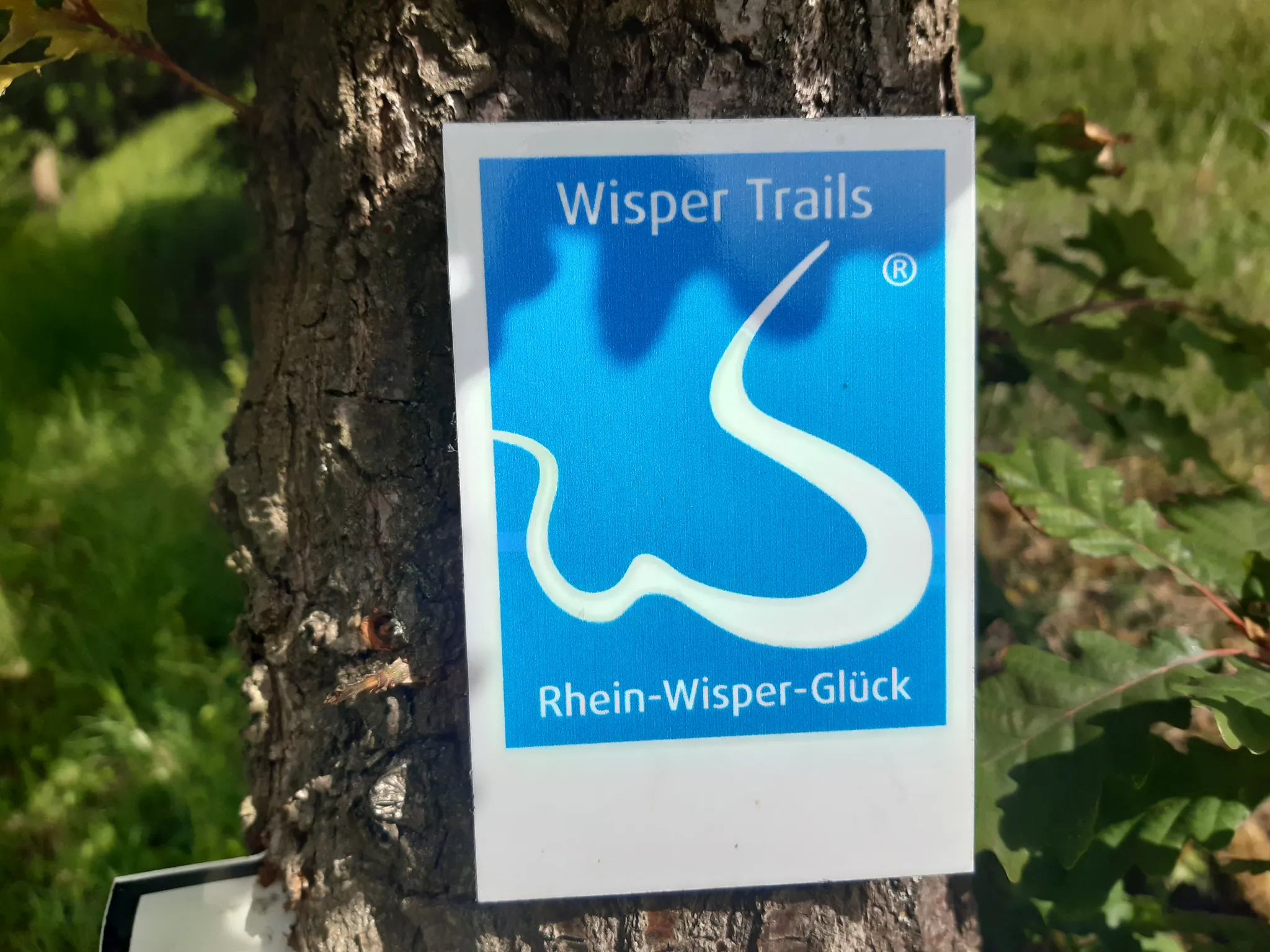 Steile Weinberg-Terrassen in Lorch am Rhein