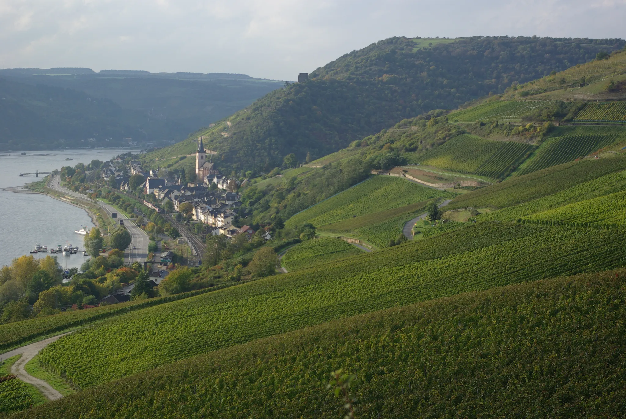 Blick auf Lorch im Rheingau